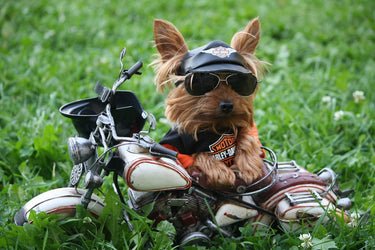 Yorkie Motorized New Diamond Painting Kit - DIY
